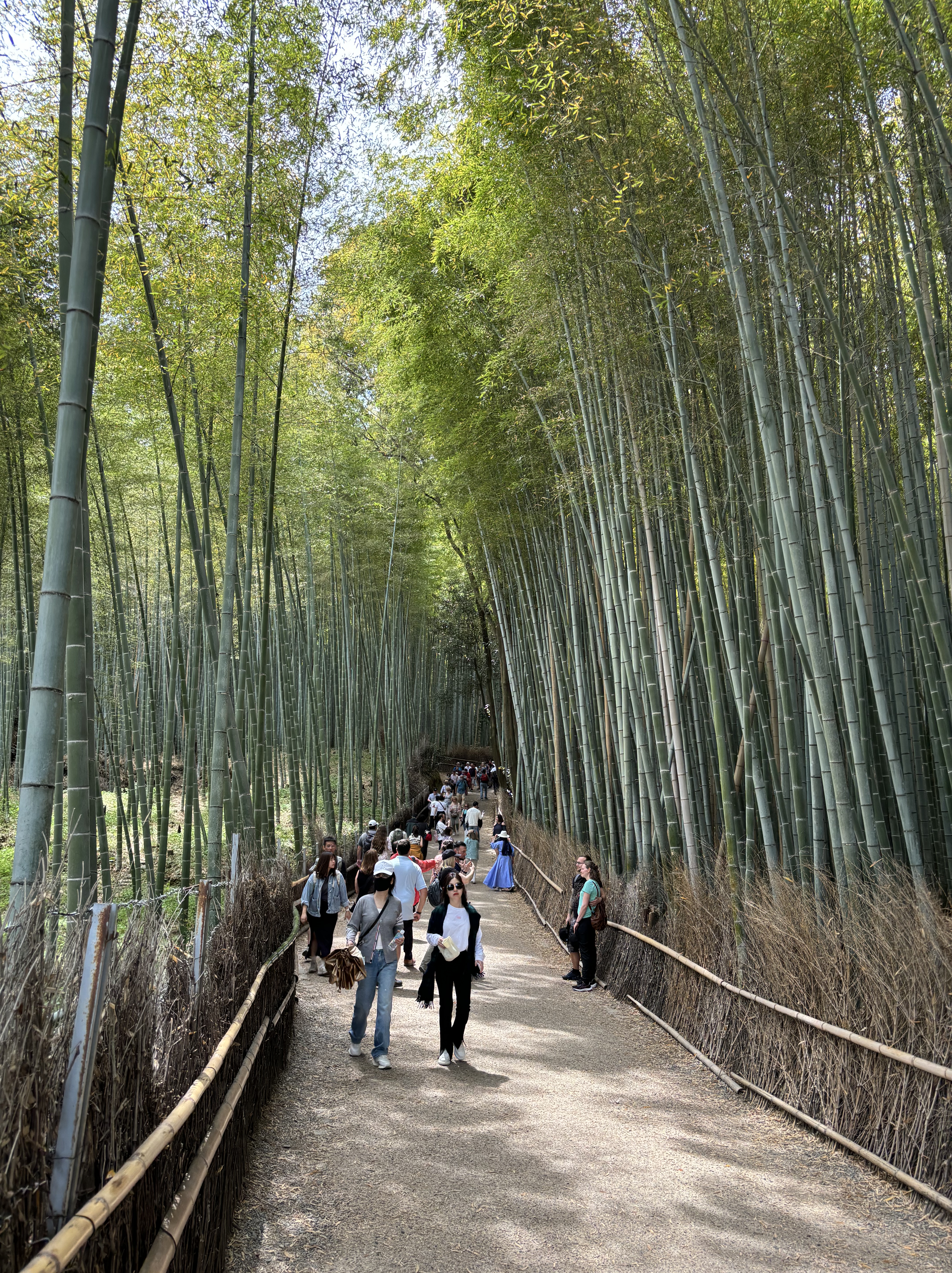The bamboo forest at Arashiyama