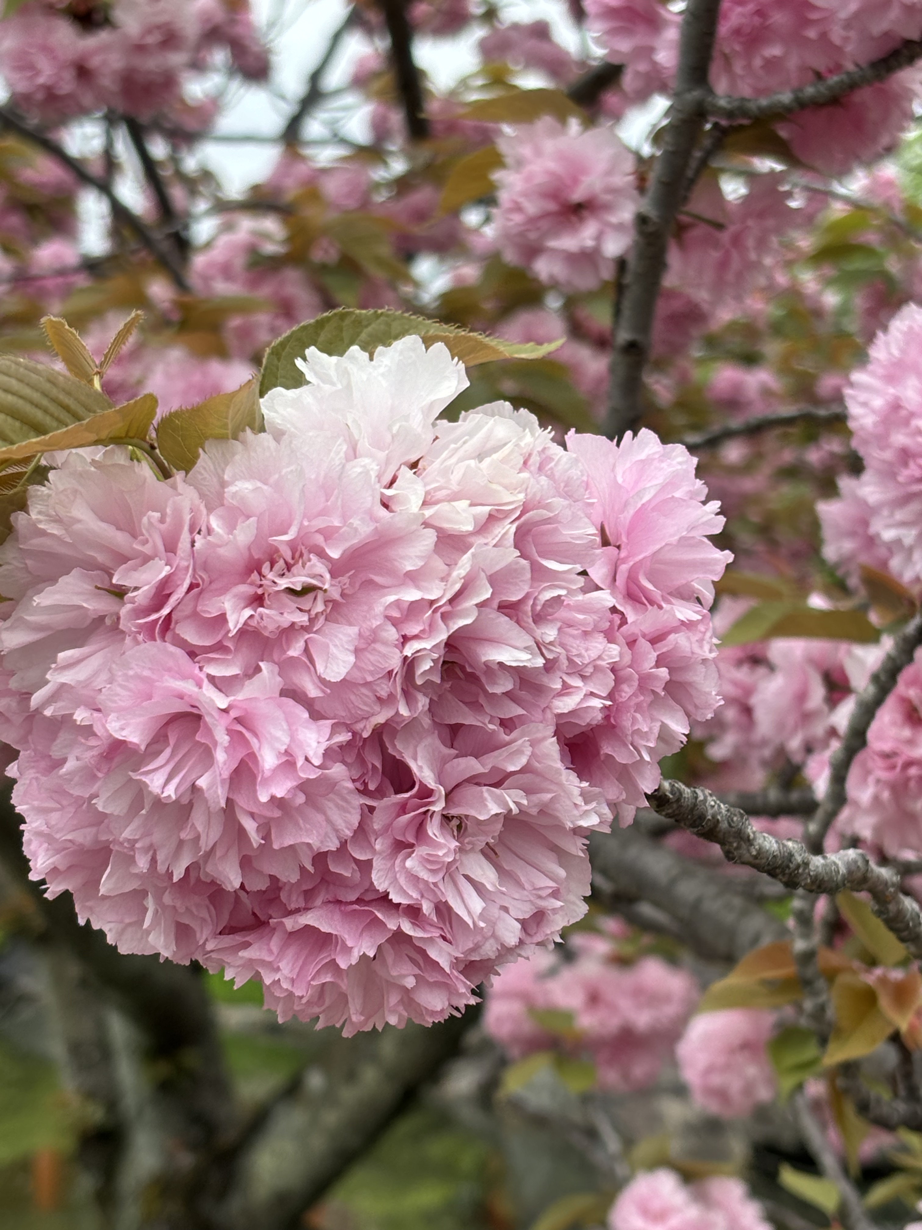 Cherry blossoms lining the streets of Kyoto