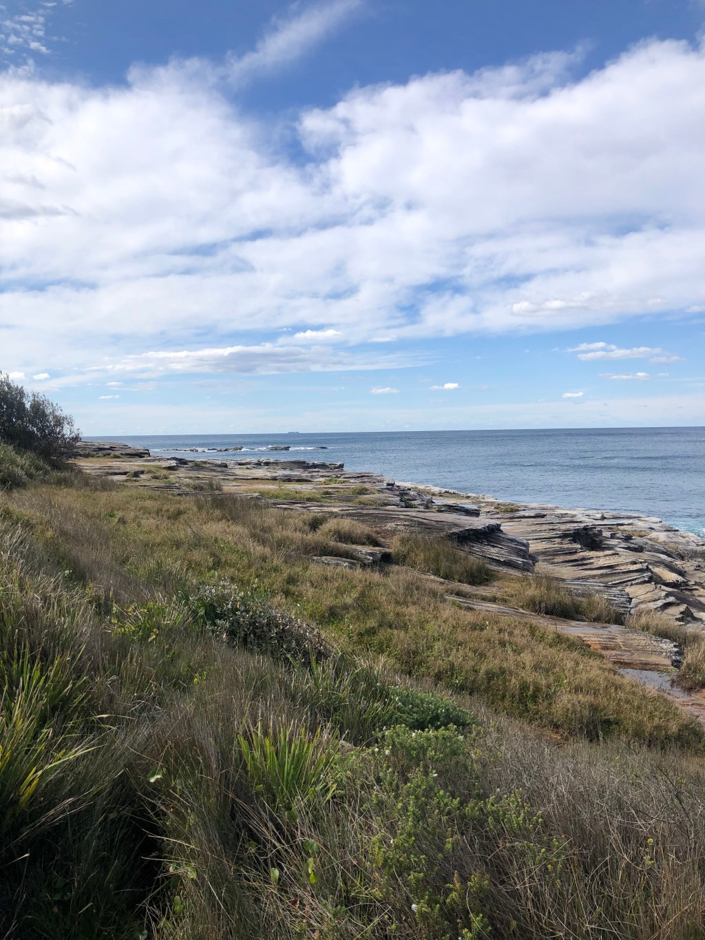 Where the Coogee coastline is coming back to&nbsp;life