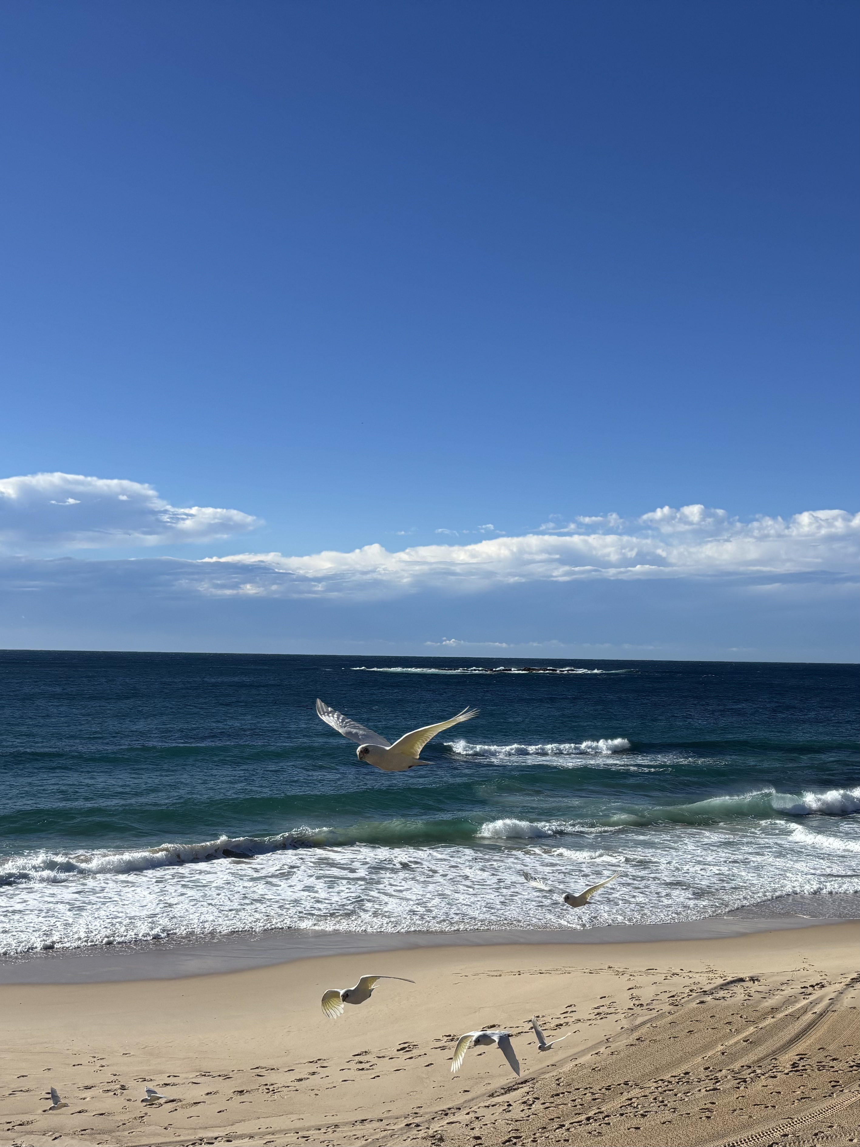 Wedding Cake Island viewed from Coogee Beach, Sydney — the island's distinctive flat-topped rocky formation rising above the surf