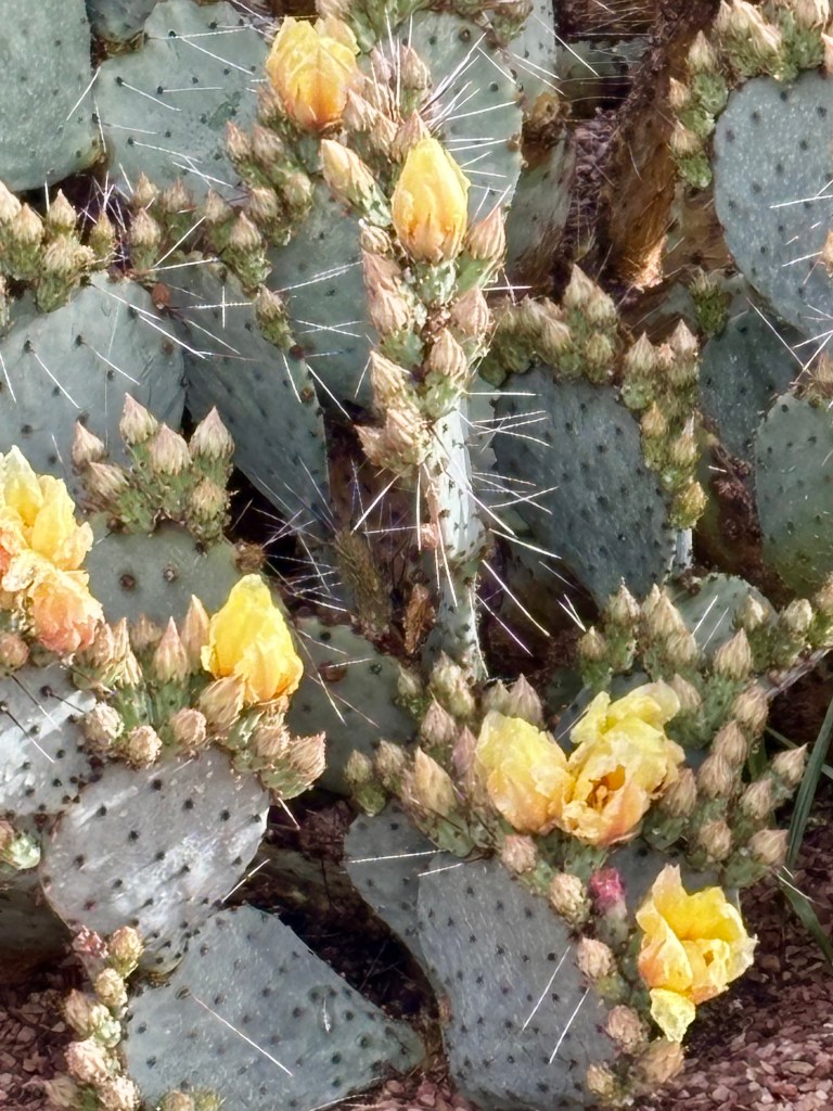 Cacti photographed in the Jardin Majorelle, Marrakech