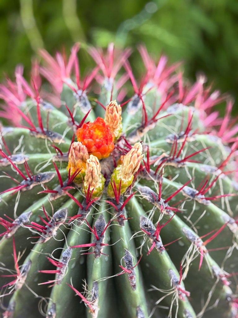 Cacti photographed in the Jardin Majorelle, Marrakech